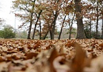 FILL Fallen Leaves image