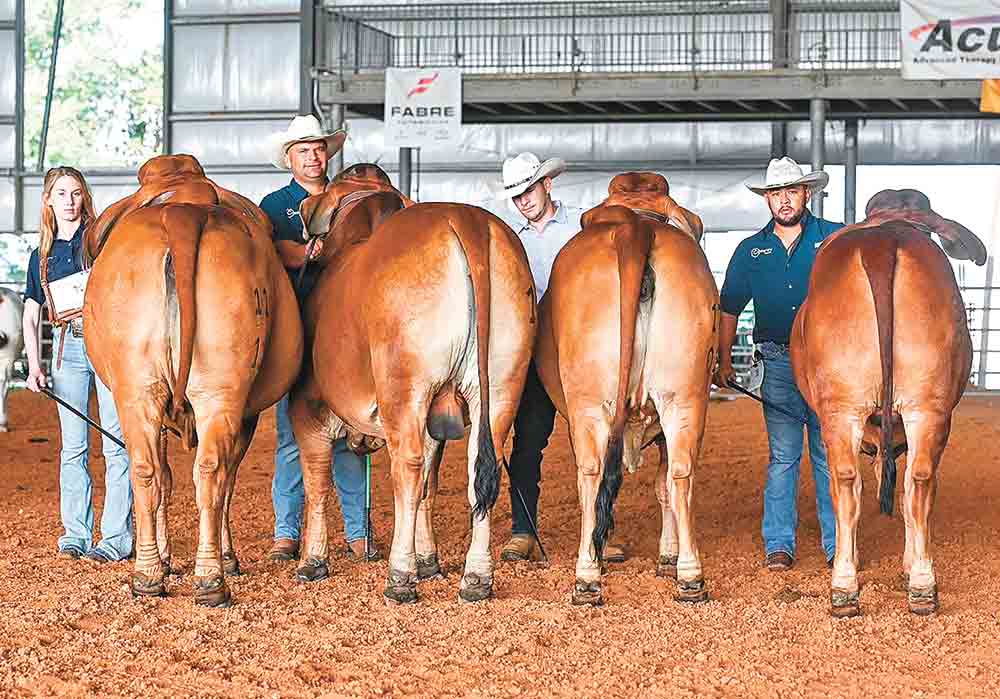 (Right) Haley Cheyenne Phillis, Cesar Castro Aray, Kender Novoa and Junior Delgadillo participated in the Jambalaya Classic Open Show May 25 at the Burton Coliseum in Lake Charles, La. Courtesy photo of the brahMan Journal