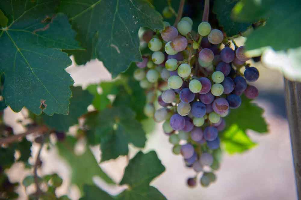 The Lone Star state is among the top five wine-producing states in the U.S., with an annual economic value of $13.1 billion. Texas A&M AgriLife phot by Tamara Garza