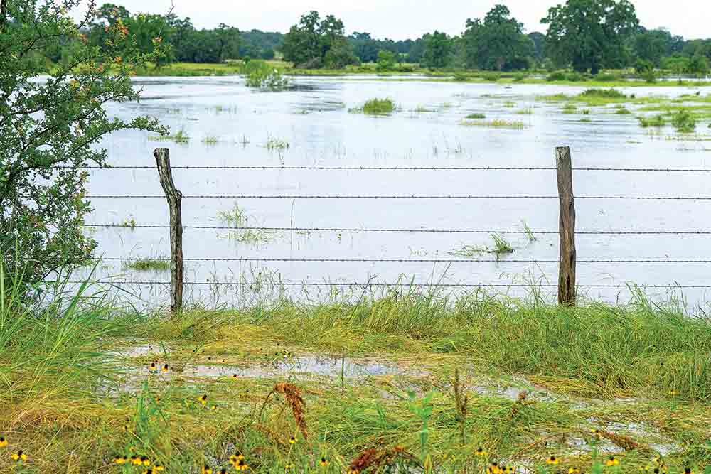  After a flood it is important to remove objects from pastures to protect livestock as well as farm workers and machinery from being injured or damaged when mowing. Objects can become hidden from overgrowth if not removed. Michael Miller/Texas A&M AgriLife