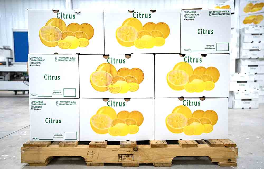 Harvest quality and quantities for Texas citrus producers have been up this season after multiple years of weather-related setbacks. Challenges still remain, but the season has provided optimism to citrus growers. Texas A&M AgriLife photo by Sam Craft