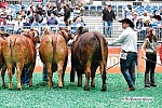 Casaray Ranch cattle were big winners at the Houston Livestock Show & Rodeo Red Brahman competition. Courtesy photo from the Brahman Journal