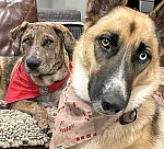Gabriel and Rory are two dogs that the SPCA of Polk County found a loving home for. Courtesy photo